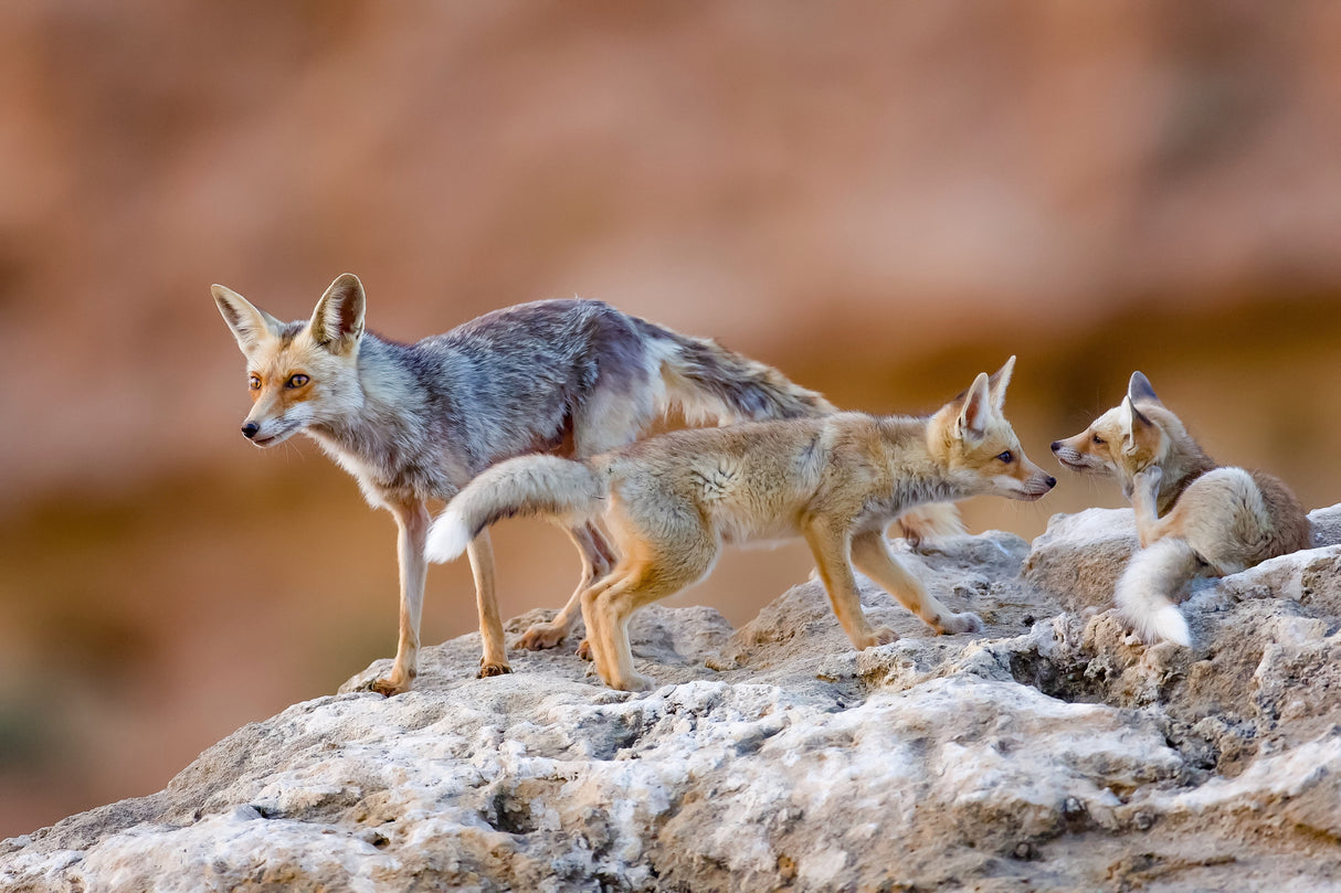 Fox family Poster och Canvastavla