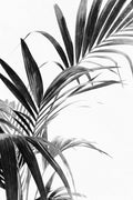 Palm Leaves Black and White 03 Poster och Canvastavla