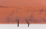 Simplicity of the beauty Poster och Canvastavla