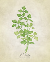 Parsley vintage Poster Kitchen poster eller kökstavla