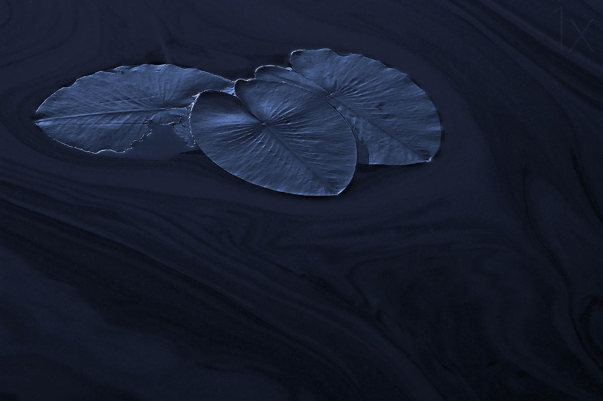 Leaf. Poster och Canvastavla