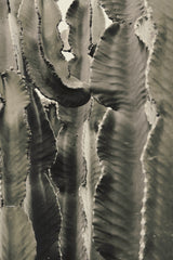 Cactus_002 Poster och Canvastavla