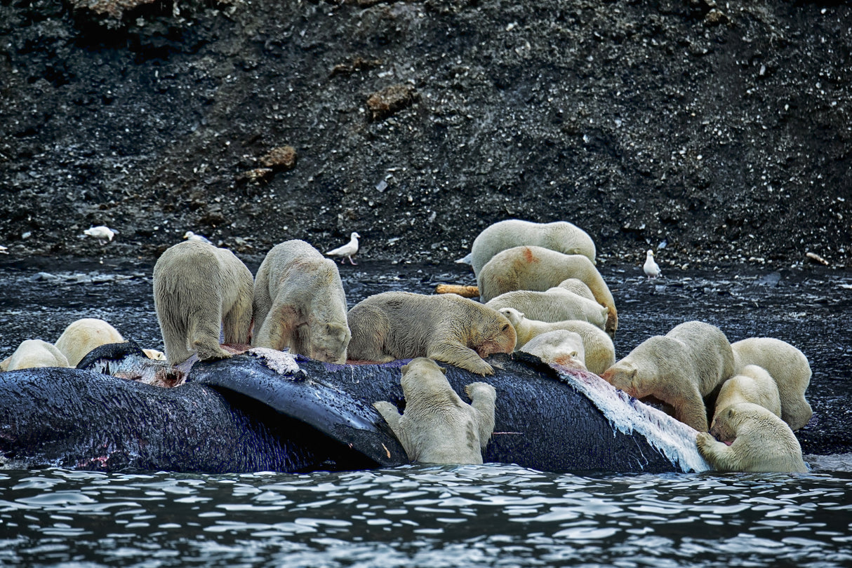 Great White Polar Bears feasting a whale carcass Poster och Canvastavla