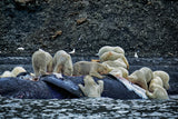 Great White Polar Bears feasting a whale carcass Poster och Canvastavla