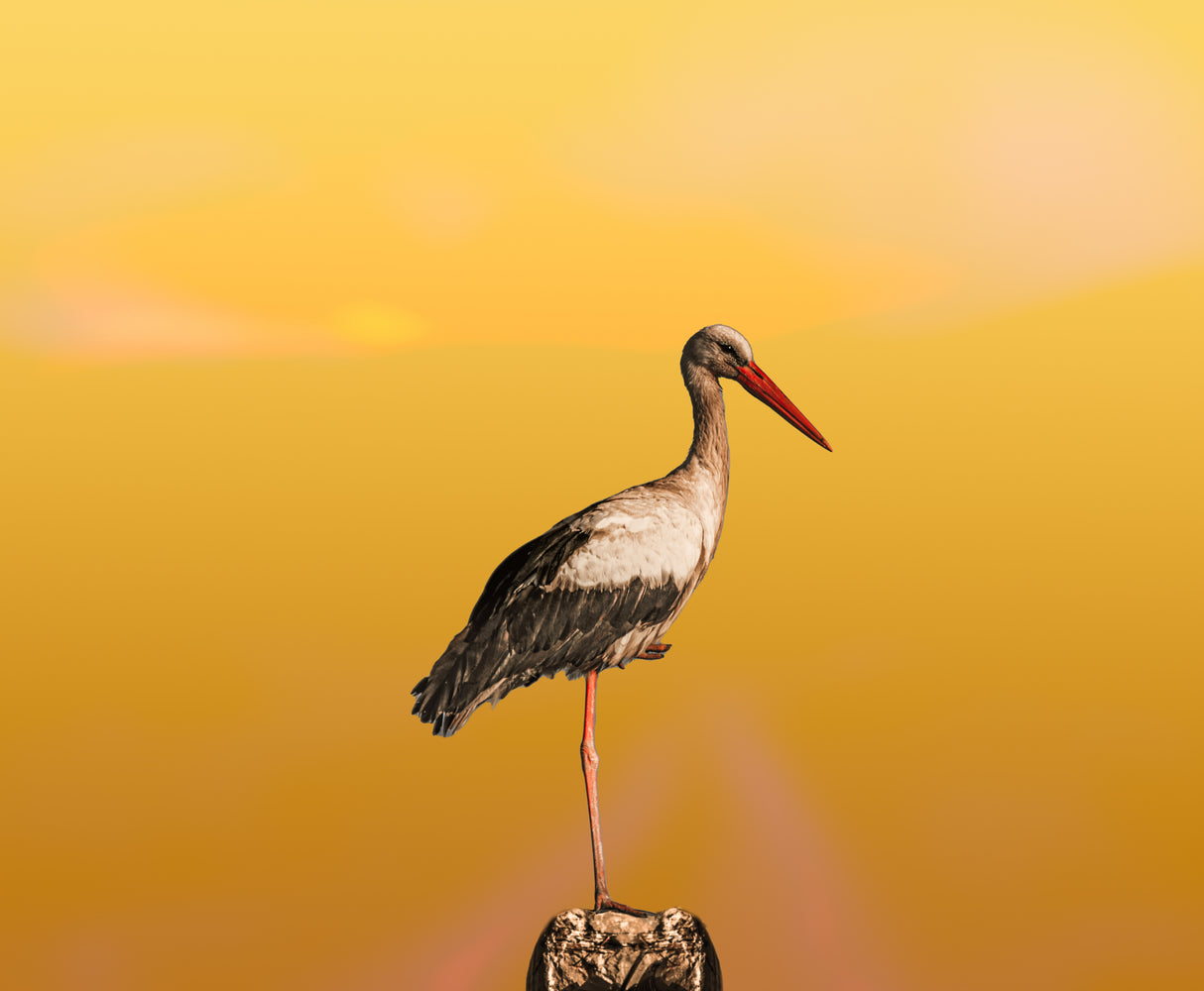 The single bird Poster och Canvastavla