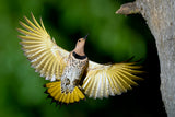 Shiny Northern Flicker Poster och Canvastavla