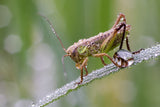 Wet Grasshopper Poster och Canvastavla