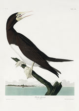 Booby Gannet From Birds of America (1827) Poster och Canvastavla