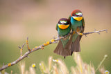 Grouchy birds! Poster och Canvastavla
