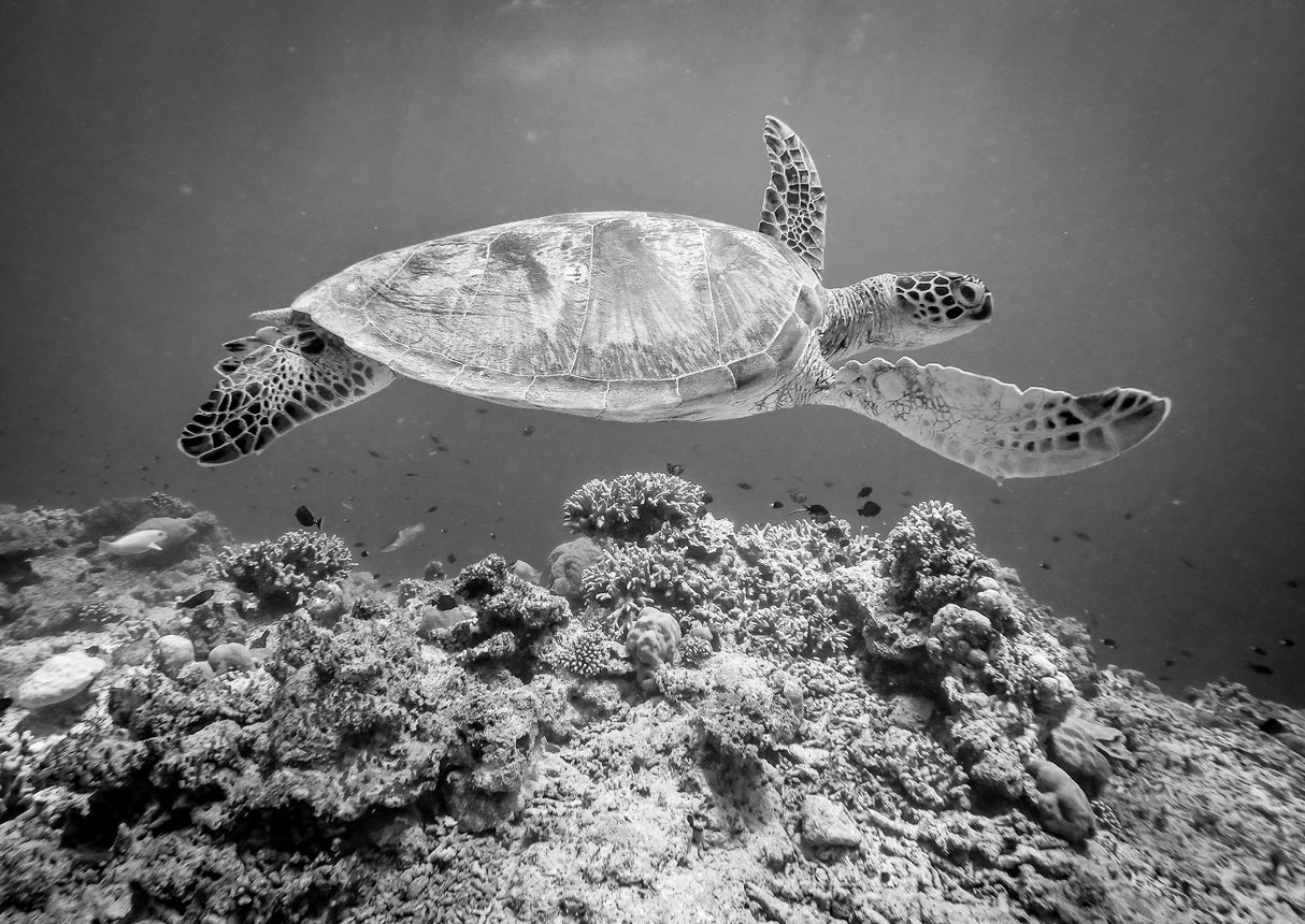 Sea Turtle at Sipadan Poster och Canvastavla