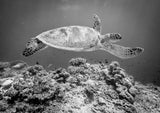 Sea Turtle at Sipadan Poster och Canvastavla