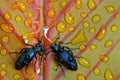 A drink for two Poster och Canvastavla