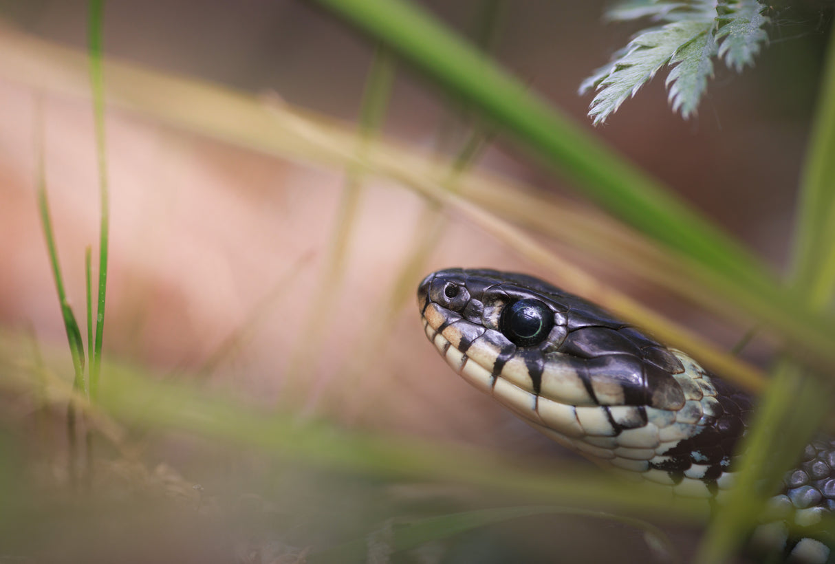 Encounter with a grass snake Poster och Canvastavla