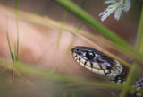 Encounter with a grass snake Poster och Canvastavla