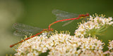 Large red damselfly in tandem Poster och Canvastavla