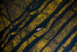 Fishermen moves on the algae Poster och Canvastavla