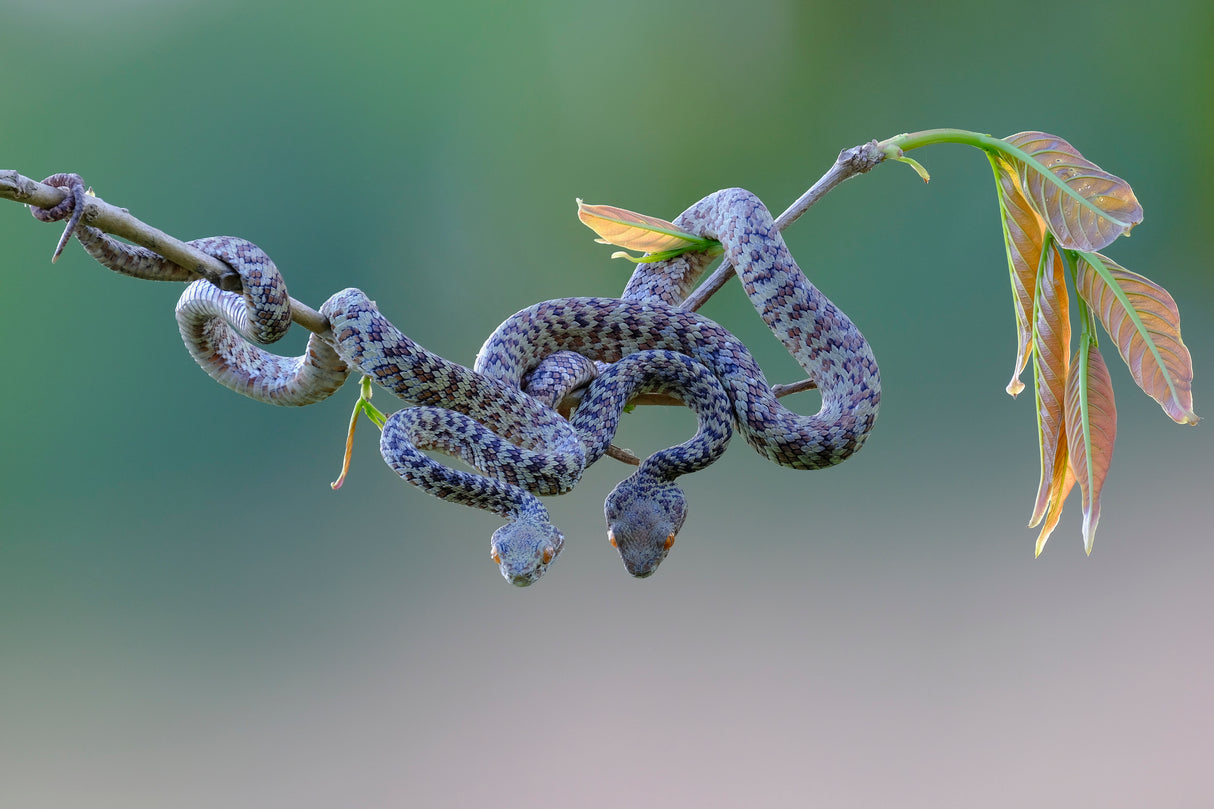 Hon Son Pit Viper Poster och Canvastavla