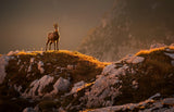 Mountain goat Poster och Canvastavla