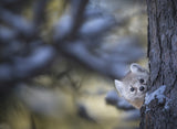 Hide and seek Poster och Canvastavla