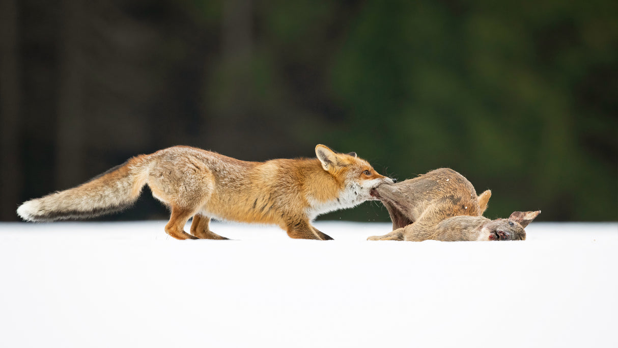 Red fox Poster och Canvastavla