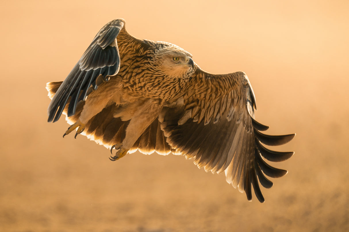Eastern Imperial Eagle Poster och Canvastavla