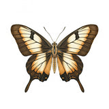 Butterfly 14 Poster och Canvastavla