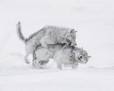 Playfulness Poster och Canvastavla