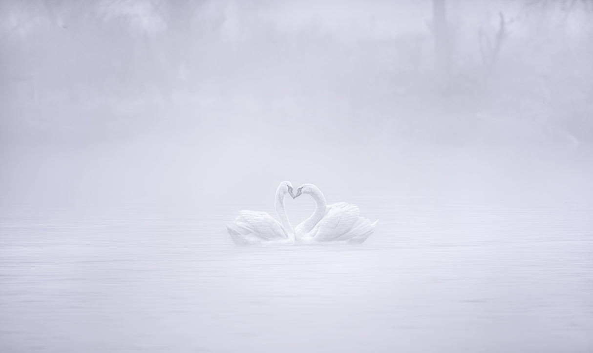 Love in the foggy morning Poster och Canvastavla