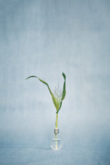 grass in the blue Poster och Canvastavla