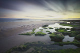 Dawn over Seahouses Beach Poster och Canvastavla