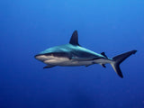 Grey Reef Shark  (Carcharhinus amblyrhynchos) Poster och Canvastavla