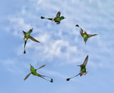 Joy of Flight Poster och Canvastavla