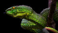 Green Viper Poster och Canvastavla