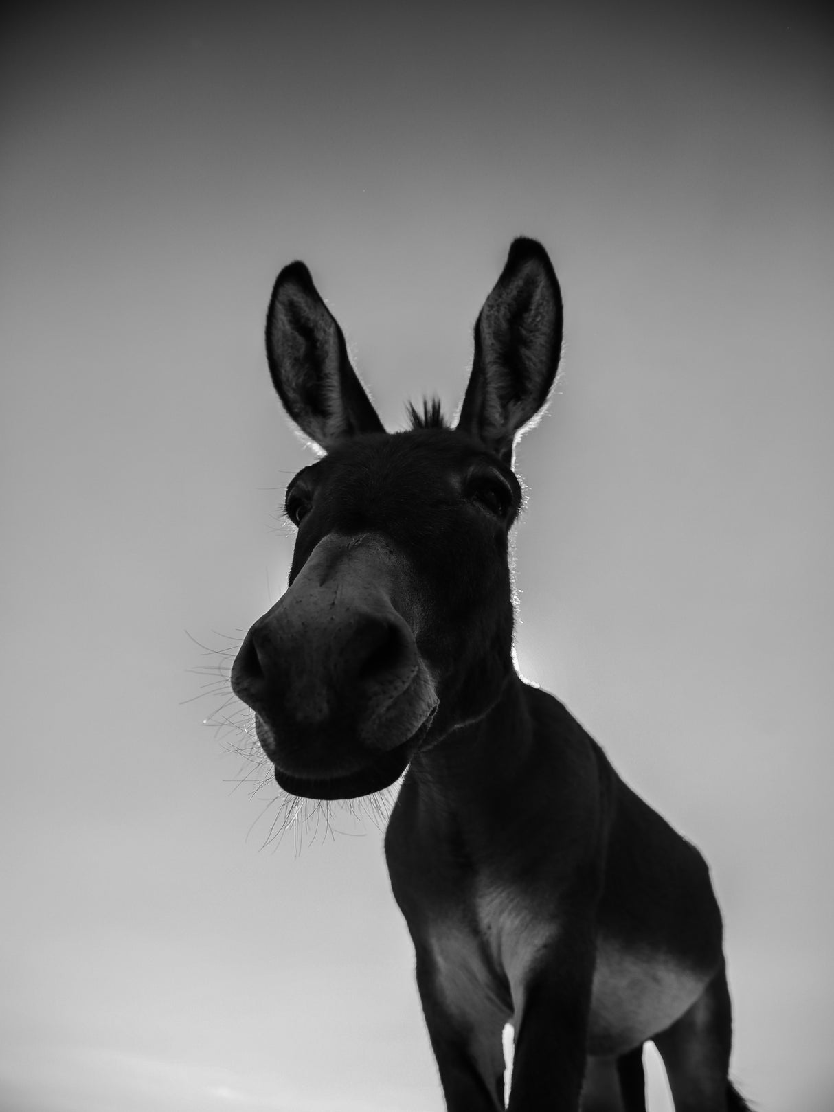 Donks Poster och Canvastavla