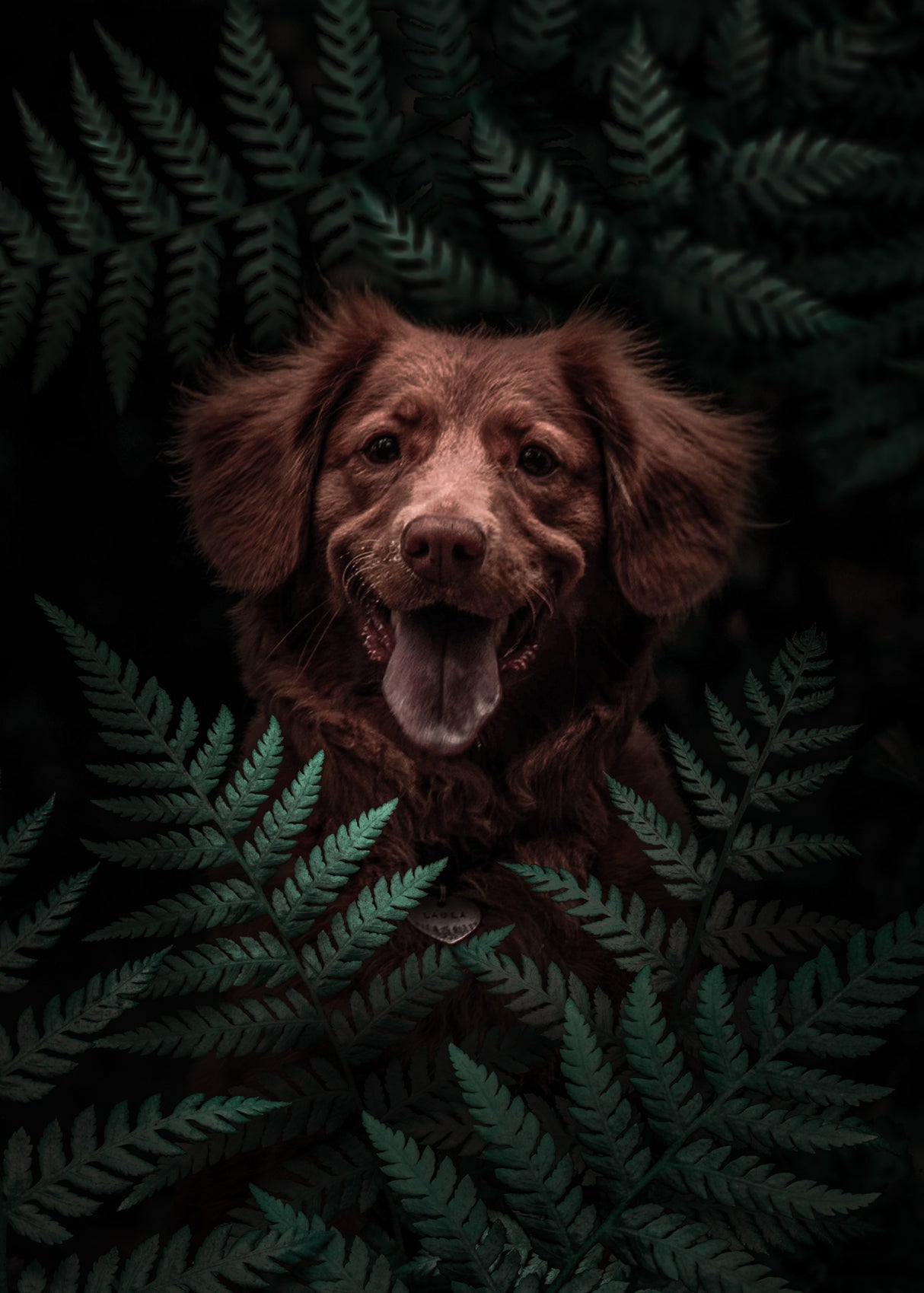 Dog Brown In The Forest Poster och Canvastavla