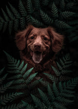Dog Brown In The Forest Poster och Canvastavla