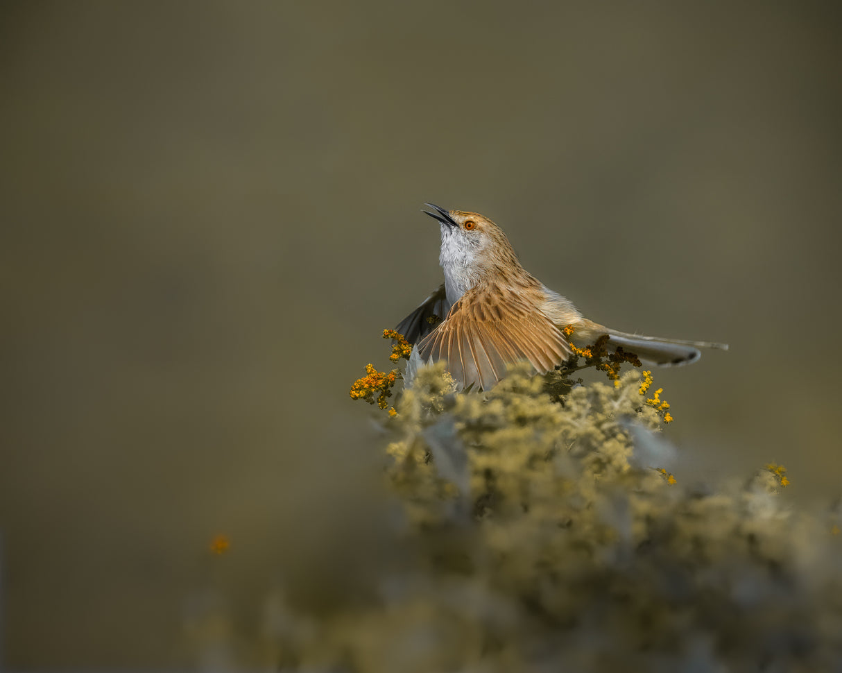 Ms. Prinia Poster och Canvastavla