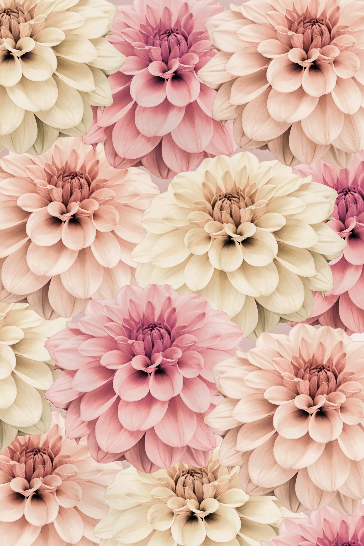 Dahlia Poster och Canvastavla