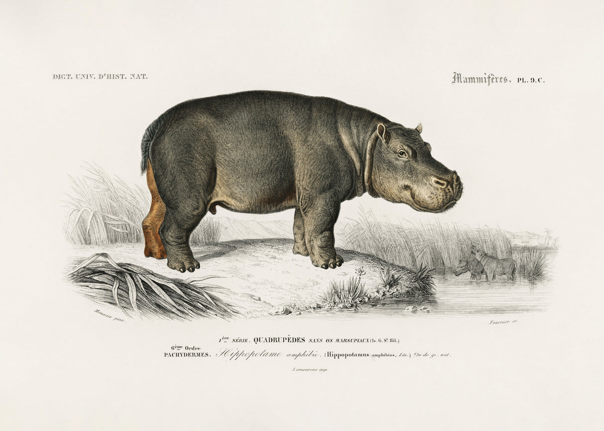 Hippopotamus Poster och Canvastavla