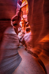The curves and colors of nature Poster och Canvastavla