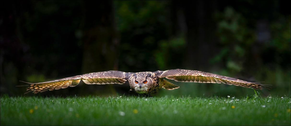Owl Poster och Canvastavla