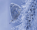 Christmas butterfly... Poster och Canvastavla