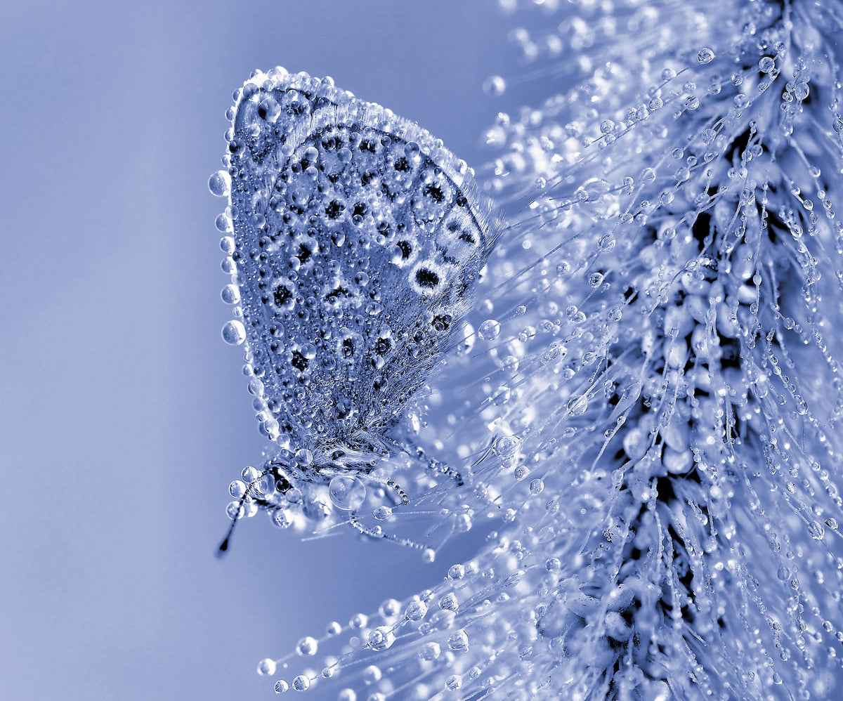 Christmas butterfly... Poster och Canvastavla