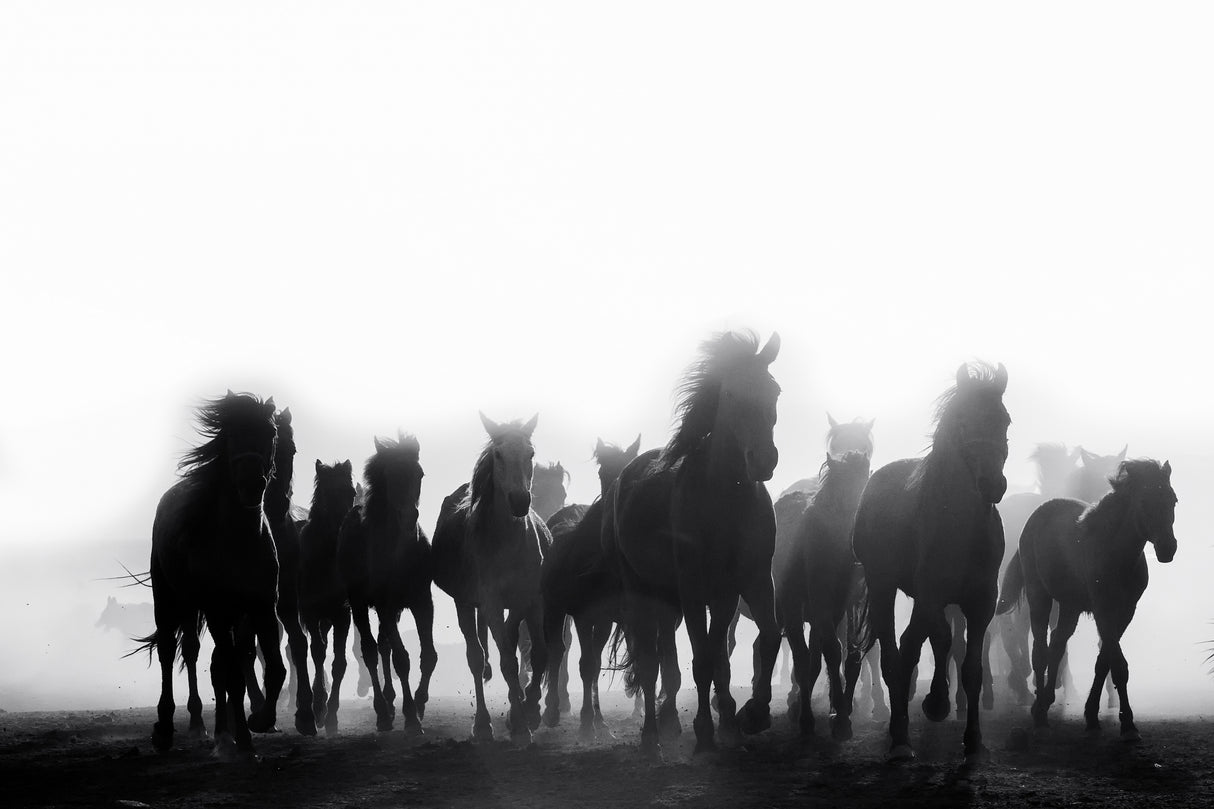 horses Poster och Canvastavla