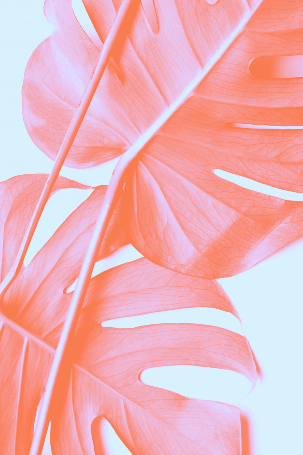 Monstera Orange 04 Poster och Canvastavla
