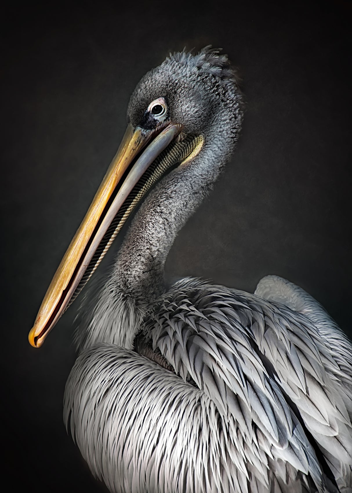 Pelican portrait Poster och Canvastavla