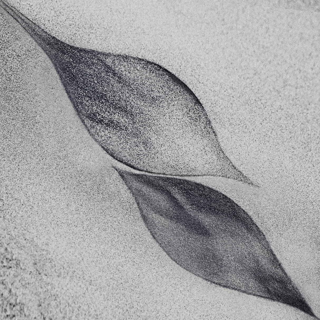 shaped by a creative wind Poster och Canvastavla