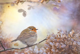 Robin on dreams Poster och Canvastavla