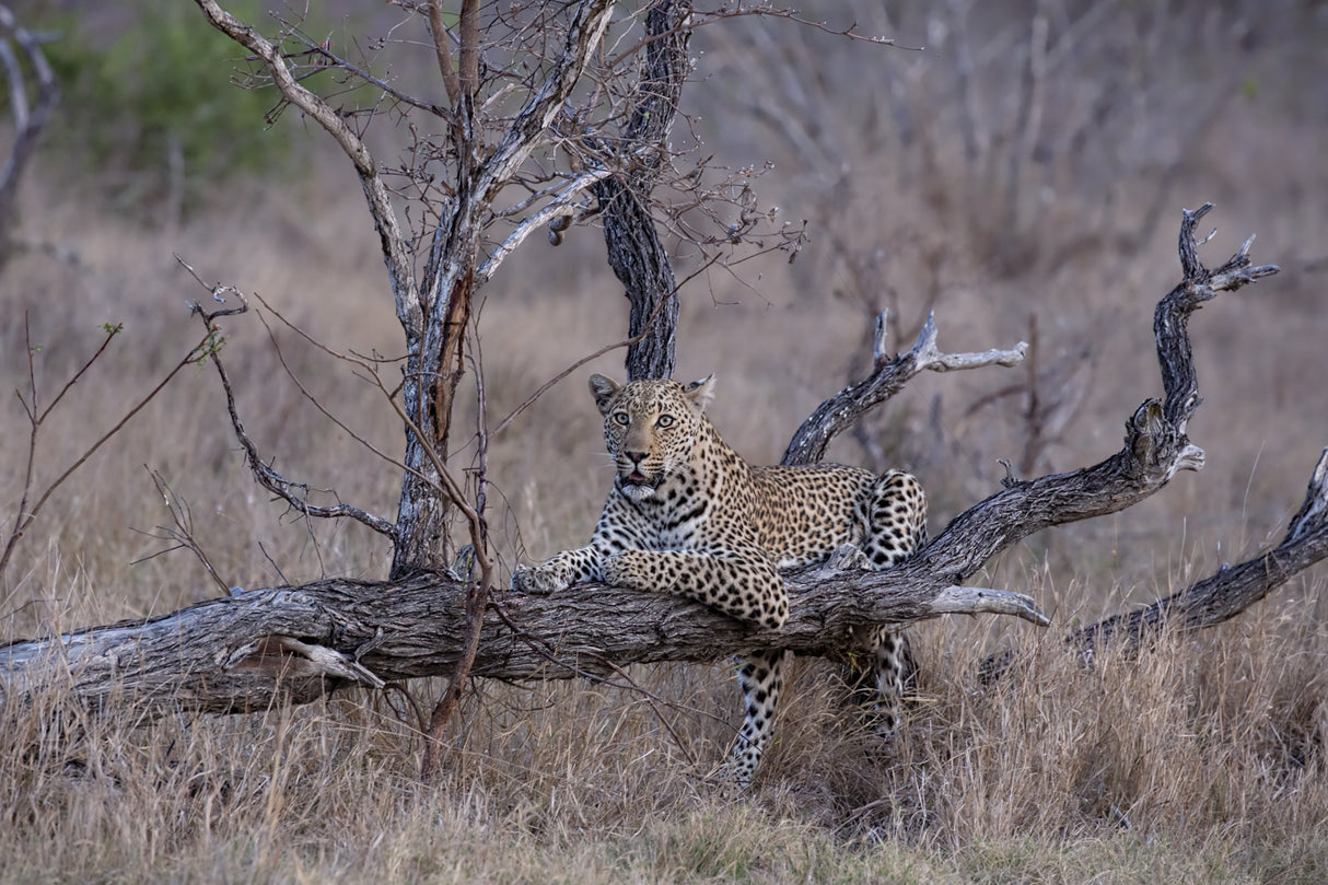 Taking a Rest After the Chase for Dinner Poster och Canvastavla