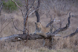 Taking a Rest After the Chase for Dinner Poster och Canvastavla